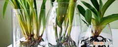 水培怎么种植兰花 水培种植兰花的方法分享