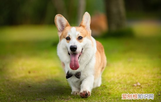 家里养狗需要打狂犬疫苗吗 狗需要打狂犬疫苗吗