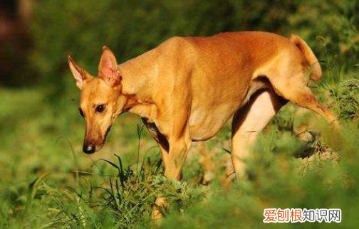 法老王猎犬一般多少钱一只 市场价格在3000～10000元