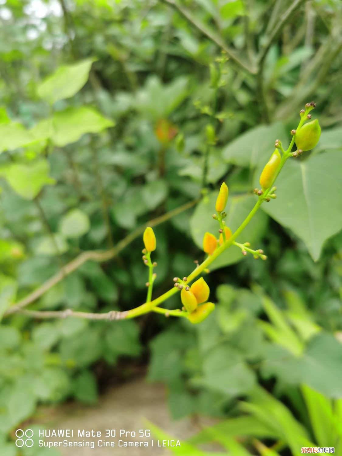 刚栽的丁香花应注意什么 盆栽丁香花用什么土，丁香花的其他养护因素