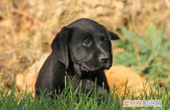 黑色拉布拉多犬多少钱一只 黑色拉布拉多犬价格