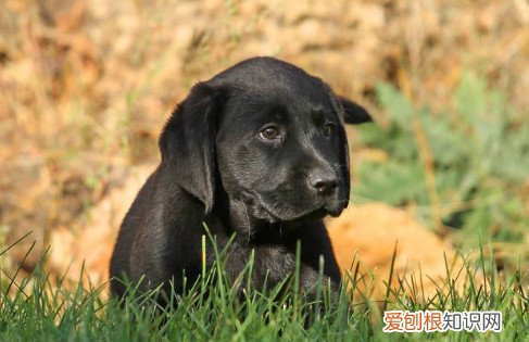 黑色拉布拉多犬多少钱一只 黑色拉布拉多犬价格