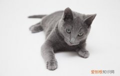 俄罗斯猫的品种有哪些 俄罗斯有什么品种猫