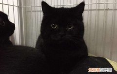 千岁岁黑猫是什么品种的猫 黑猫千岁岁是什么品种