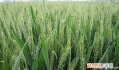 小麦的功效与作用小麦的营养价值
