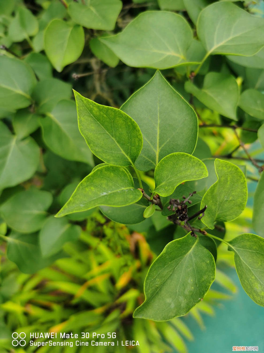 丁香花花期如何养护,什么时候开花结果 丁香花花期如何养护，什么时候开花