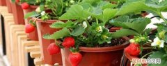 阳台如何种草莓 阳台种草莓的方法