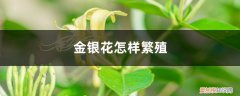 金银花怎么繁殖方法 金银花怎样繁殖，如何管理