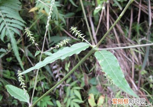 土牛膝和牛膝的区别 土牛膝的药理作用