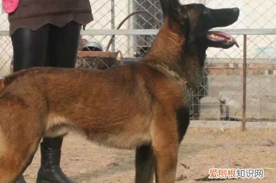 马犬看家护院怎么样 马犬看家护院很不错