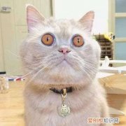 橘猫为什么都是黄眼睛 和遗传因素有关