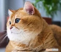 橘猫为什么都是公猫 受染色体影响