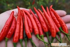“天下第一辣”指天椒的品种，指天椒品种及图片