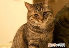 狸花猫为什么一直不停的叫 情绪紧张