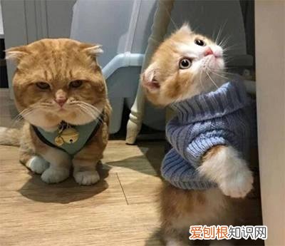 橘猫为什么胆子特别小 小橘猫为什么那么胆小