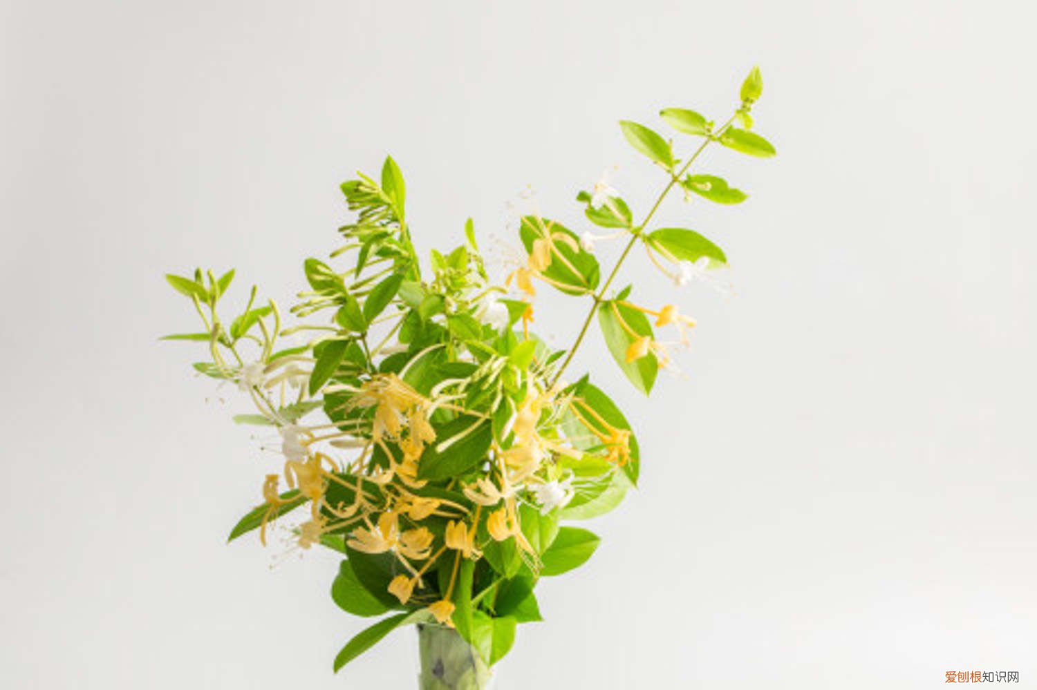 金银花怎么扦插易生根 金银花扦插繁殖易生根的方法，扦插金银花多久能生根