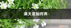 满天星花怎么养殖方法肥料 满天星如何养，开花期间能施肥吗