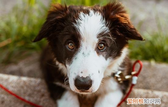 狗狗肌肉拉伤能自愈吗 狗狗肌肉拉伤多久能好