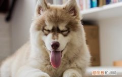 成年犬便血怎么回事 幼犬便血怎么回事