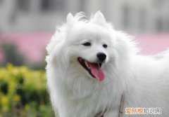 银狐犬幼犬多少钱一只 银狐犬的价格在1000-4000元