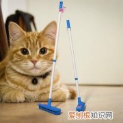 猫为什么喜欢咬扫把上的毛 猫为什么喜欢吃扫把
