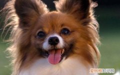 蝴蝶犬的价格是多少 蝴蝶犬一只1200-5000元