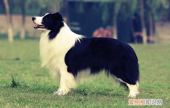 边境牧羊犬的价格是多少 边牧价格一般在1000～5000元左右