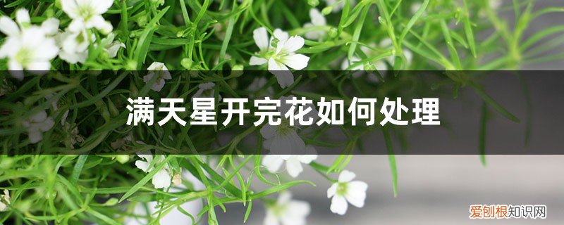 满天星开完花如何处理,枯了能剪掉吗图片 满天星开完花如何处理，枯了能剪掉吗