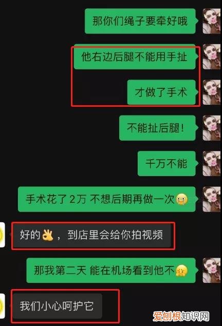 金毛siri事件网友评论 金毛Siri之死引发全网铲屎官愤怒：宠物的生命需要尊重！