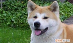 秋田犬价格一般多少钱 价格在5000-8000元之间