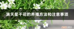 满天星干花能养多久 满天星干花的养殖方法和注意事项，干花可以放多久