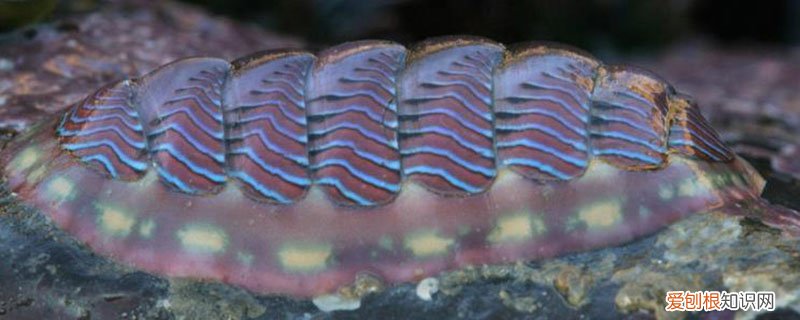 石鳖的营养价值 石鳖的特点是什么