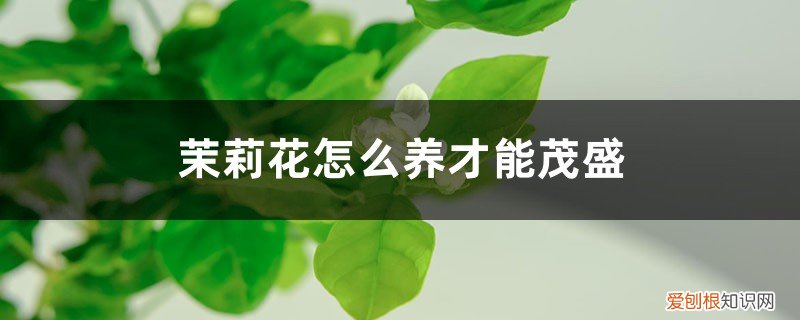 茉莉花怎么养开花多 茉莉花怎么养才能茂盛,茉莉花什么时候开花