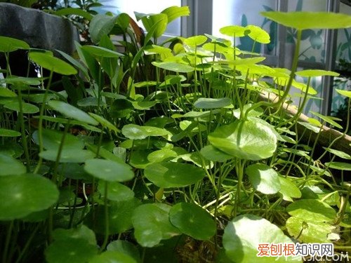 金钱草长什么样 金钱草的生长习性