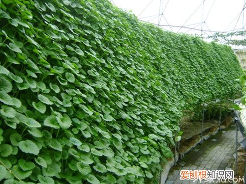 金钱草长什么样 金钱草的生长习性