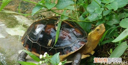 金线龟怎么养金线龟形态特征