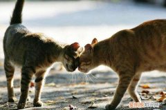 两只猫为什么闻对方鼻子 确认对方身份