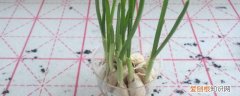 水培大蒜怎么种植 水培大蒜的种植方法介绍