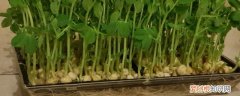 豆苗水培种植方法 豆苗水培如何种植呢