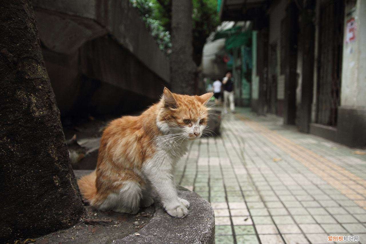 流浪猫为什么还挑食 被好心人喂得膘肥体壮