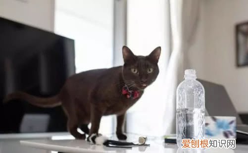 猫为什么喜欢扫桌面的东西 猫为什么喜欢清理桌面