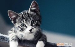 猫发腮的表现 猫发腮的原理,猫发腮是什么原因,猫发腮是为什么