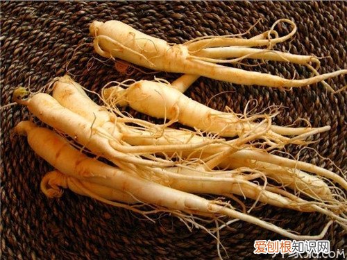 鲜人参怎么吃效果最好这些技巧要知道