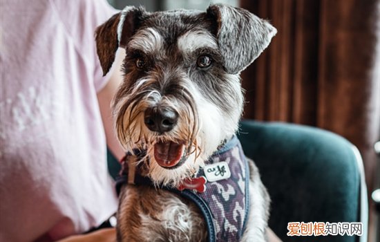 怎么挑雪纳瑞幼犬 挑雪纳瑞幼犬