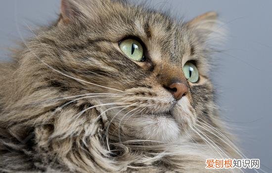 猫咪8个月还没发腮 8个月的猫为什么还没发腮,猫为什么没发腮,为什么有些猫没发腮