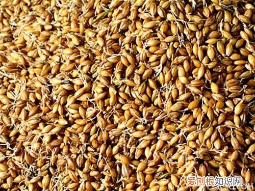 生麦芽和炒麦芽的区别与药理作用，生麦芽和炒麦芽的区别与药理作用是什么