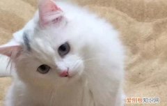 猫为什么晚上会起来看人 猫为什么晚上盯着睡着的我看