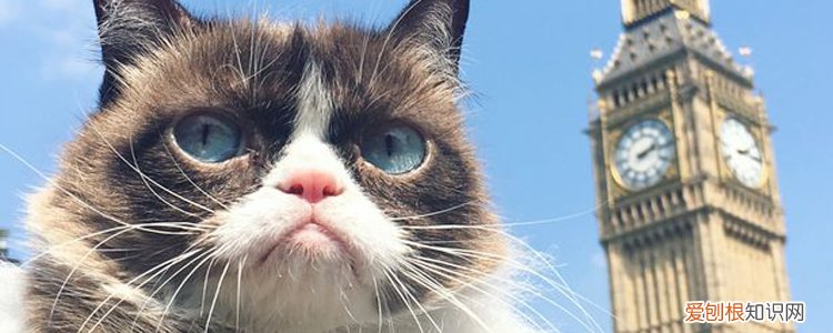 扁脸猫为什么有泪痕 眼泪与卟啉的交互作用