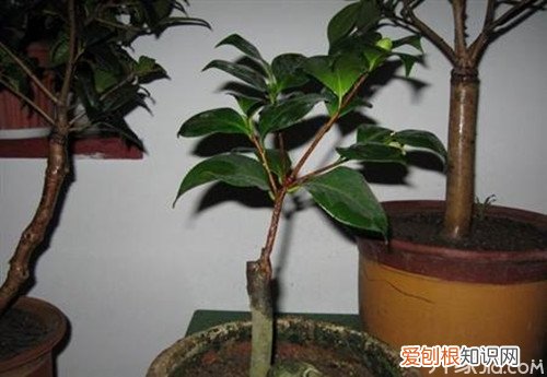 提高茶花存活率小技巧 茶花怎样嫁接