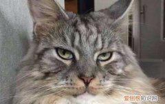 缅因猫掉毛严重么 缅因猫掉毛